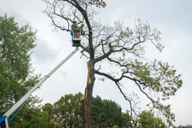 Reliable Gaylord, MN Tree Care Solutions