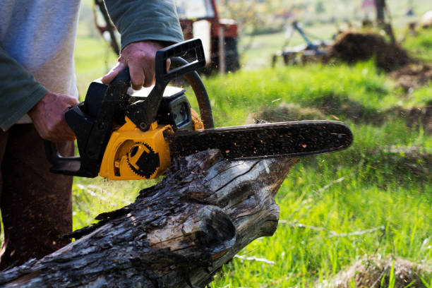 How Our Tree Care Process Works  in  Gaylord, MN